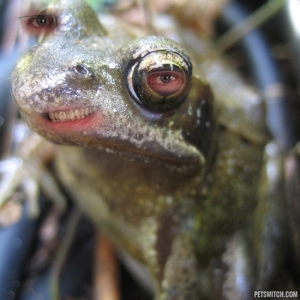 frog with human DNA