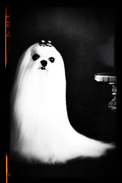We think we have found a photo of the Boos pet: Doggie-Boo